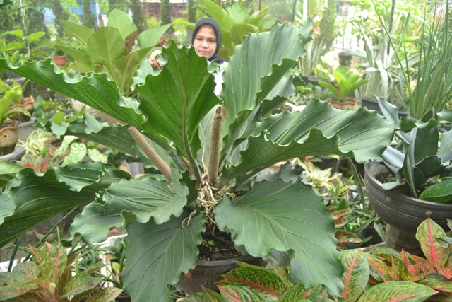 RIZKI FLOWER: JUAL TANAMAN HIAS