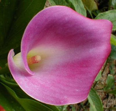 Calla Hot Flash image