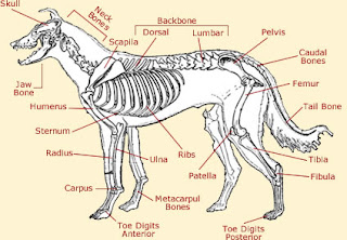 Female Puppy Anatomy Pictures Female Puppy Anatomy Pictures