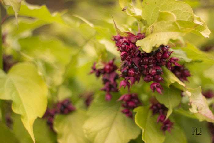 Future Plants By Randy Stewart Pheasant Berry