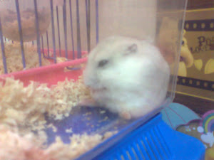 My hamster...Omey!!!!