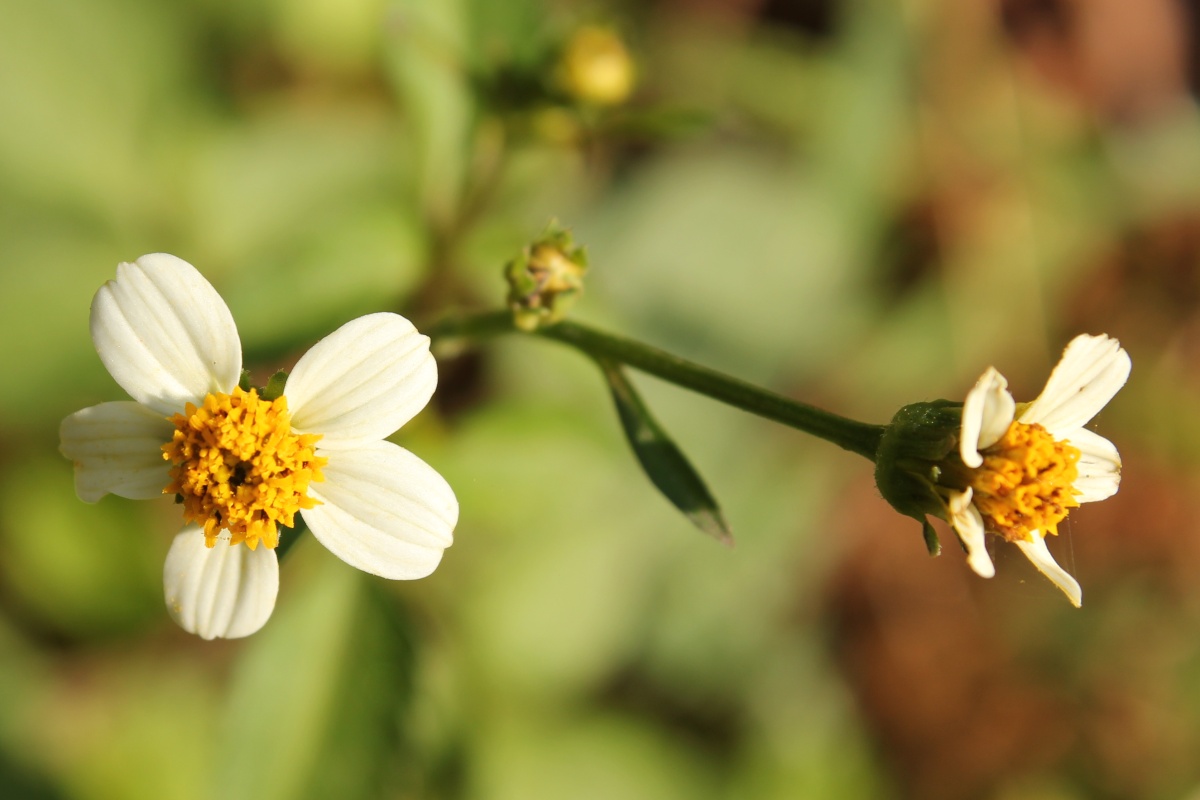 Life at Dharwad Little White Flower