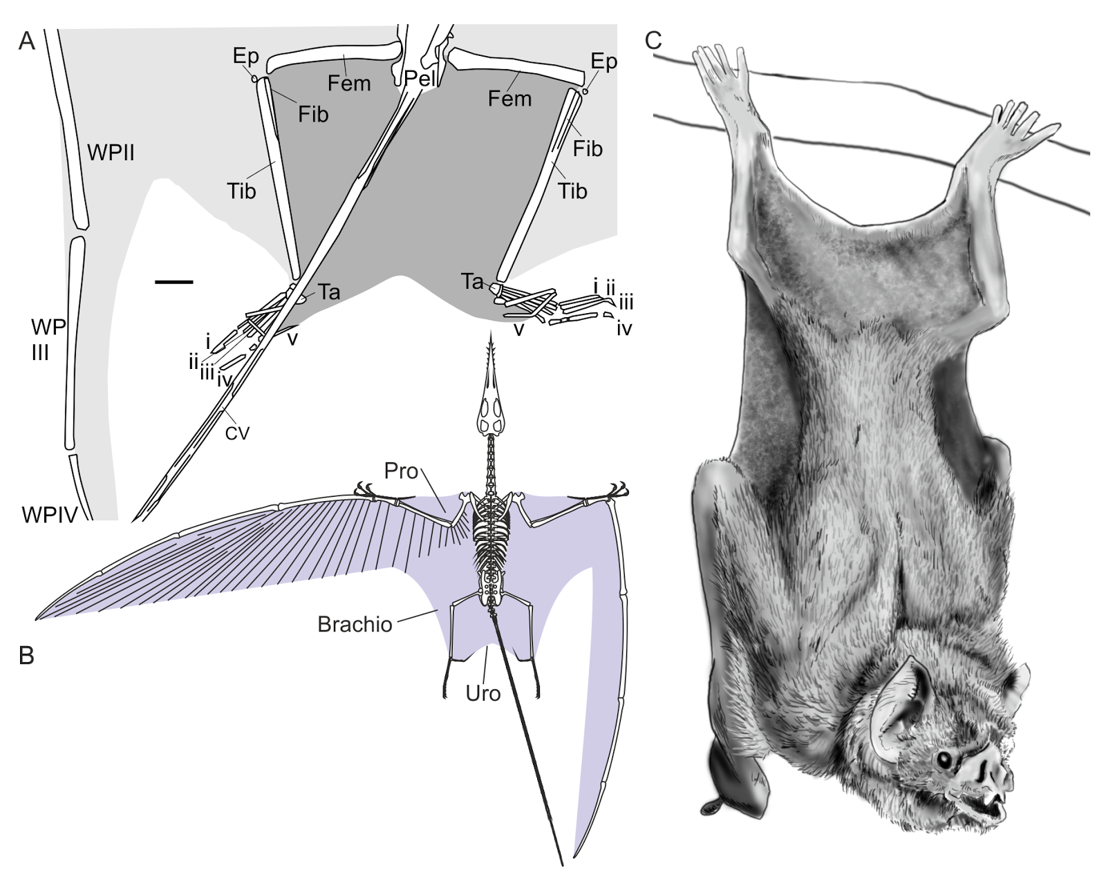 Mark P. Witton's Blog: Deinosuchus: the Dalek-backed alligatoroid that  (sometimes) made chew toys of dinosaurs