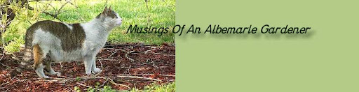 Musings Of An Albemarle Gardener