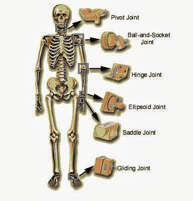 Body Movements (Joints, Bones and Skeleton) - TET Success Key