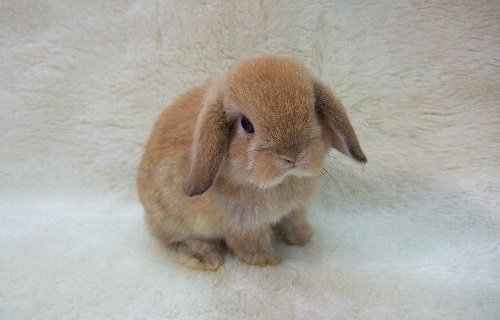 [Image: cute+bunny+010.jpg]