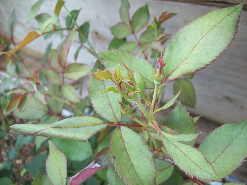 *Our Country Home...: Quick tour in the front yard...