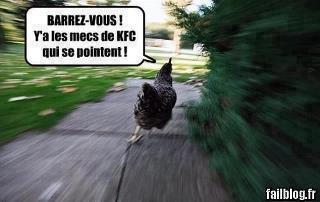 Image rigolote  Poule+KFC+course