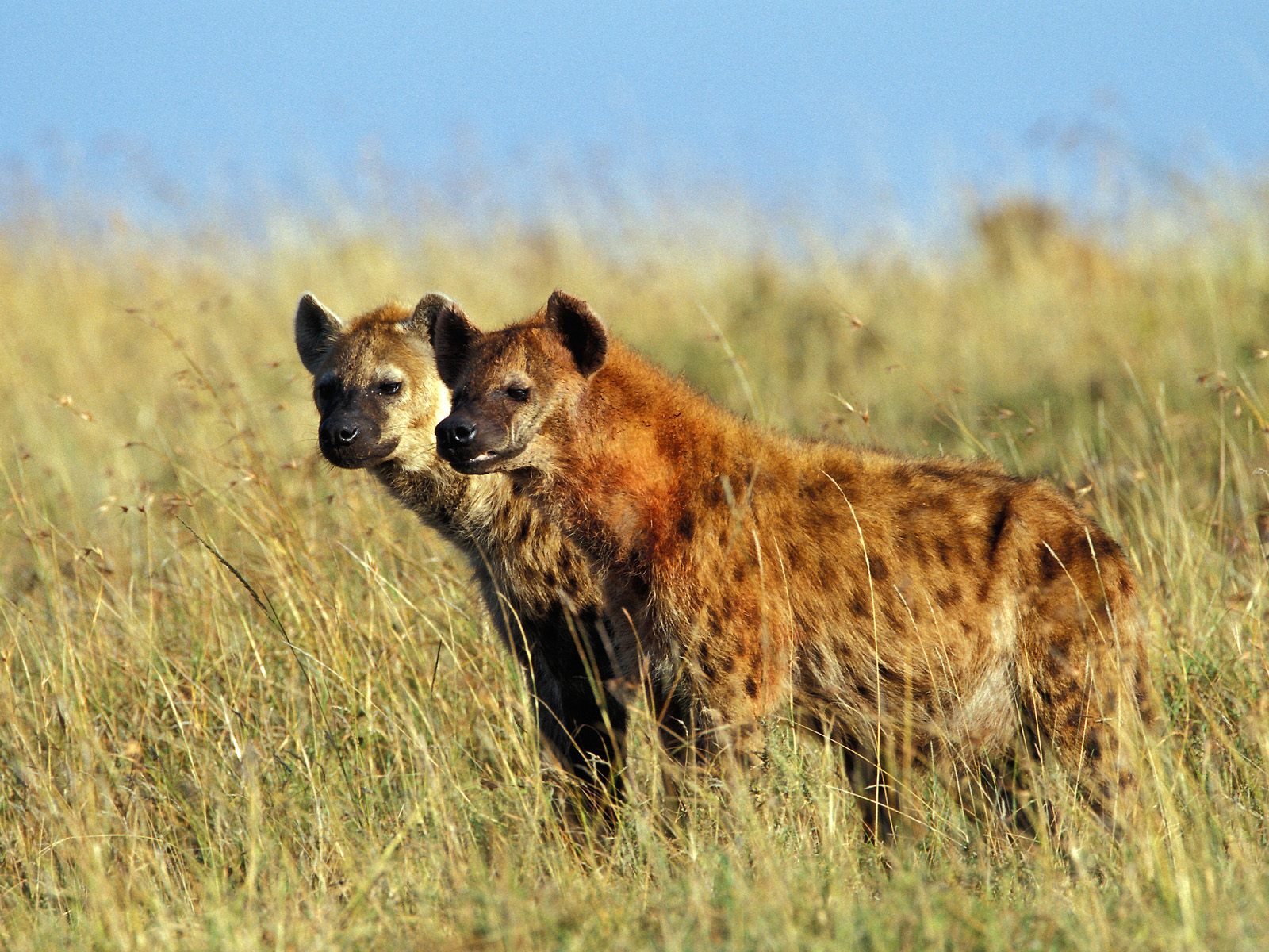 The Spotted Hyena. Crocuta crocuta. | James Zaworski's Blog