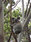 Koala outside the caravan