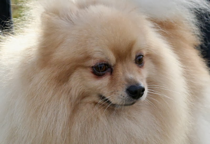 KleinSpitzkillen Lui HUNDLYCKA