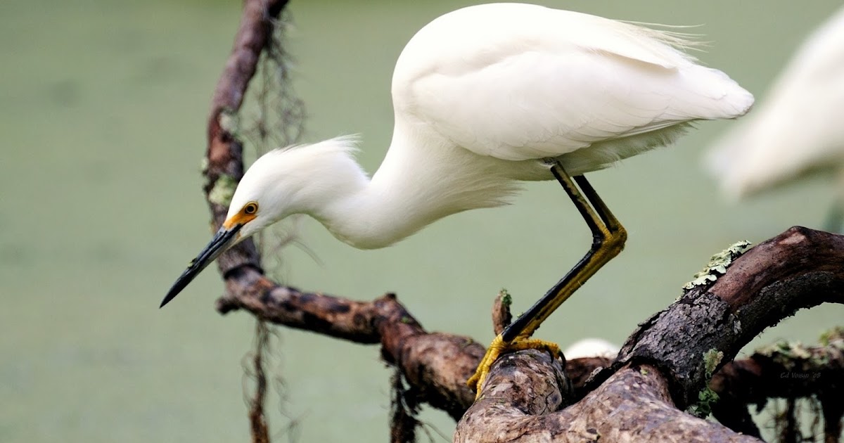 White Bird Wallpaper - beauty walpaper