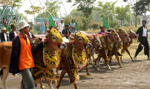 Image result for bull racing festival in indonesia