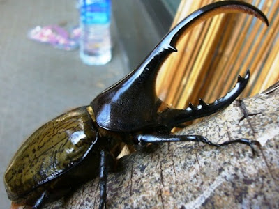 El escarabajo hércules (Dynastes hercules)