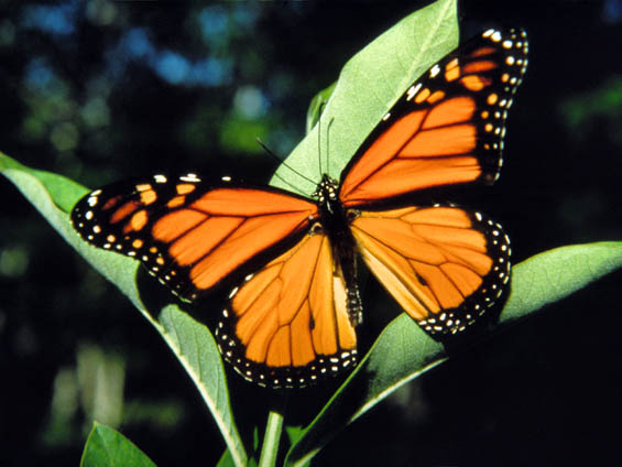 Dating but no butterflies