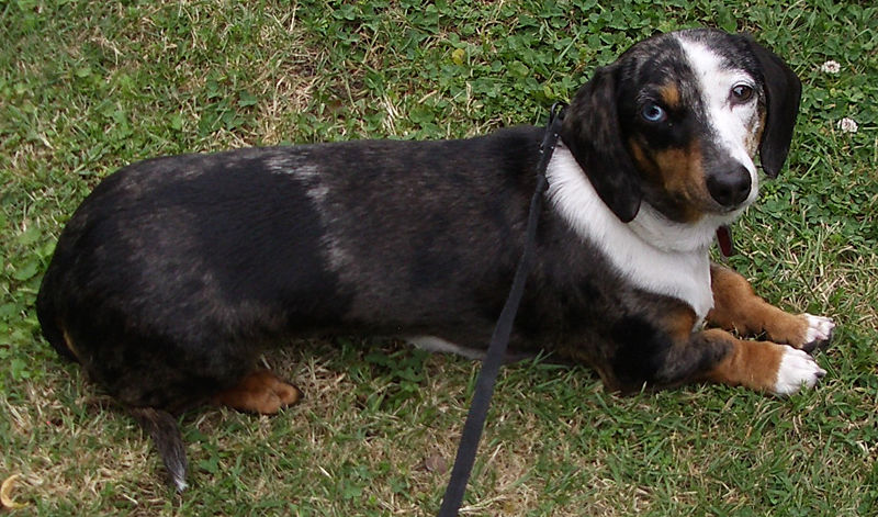 Dachshund Dogs For Sale Sydney Dachshund Dogs For Sale Sydney