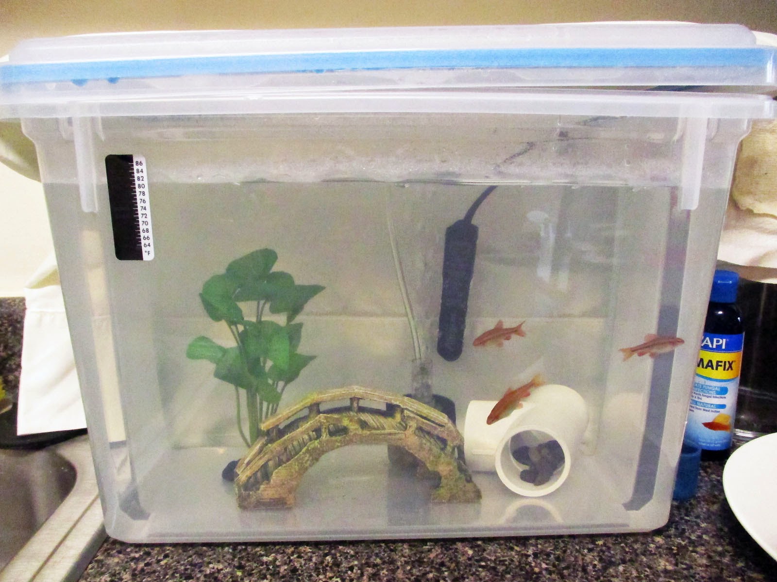 Green Jean hospital tank