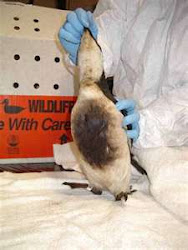 Oiled common murre receiving care