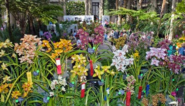 Super Advertising Buy Orchids In Cagayan De Oro