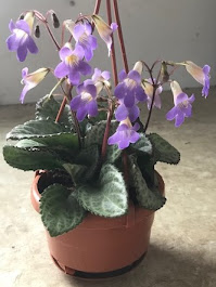 Best Flowering Asian Violet