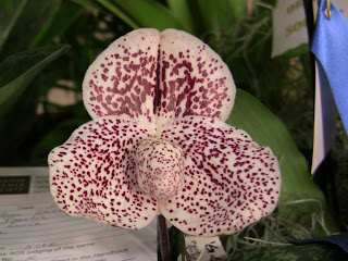 Slots gratis para diversao Big Game