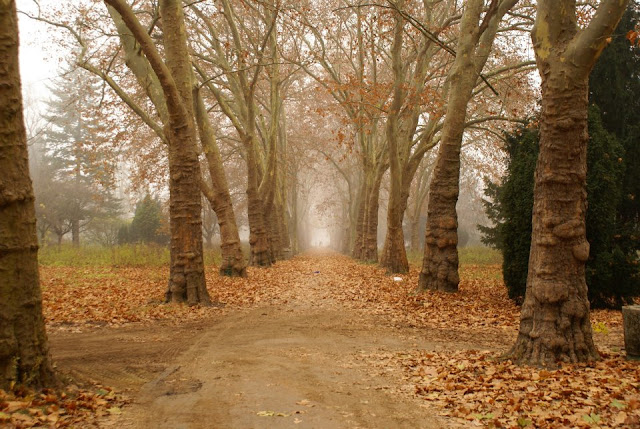 Fall Berlin trees fog