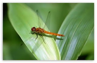 Dragonfly Wallpaper For Desktop
