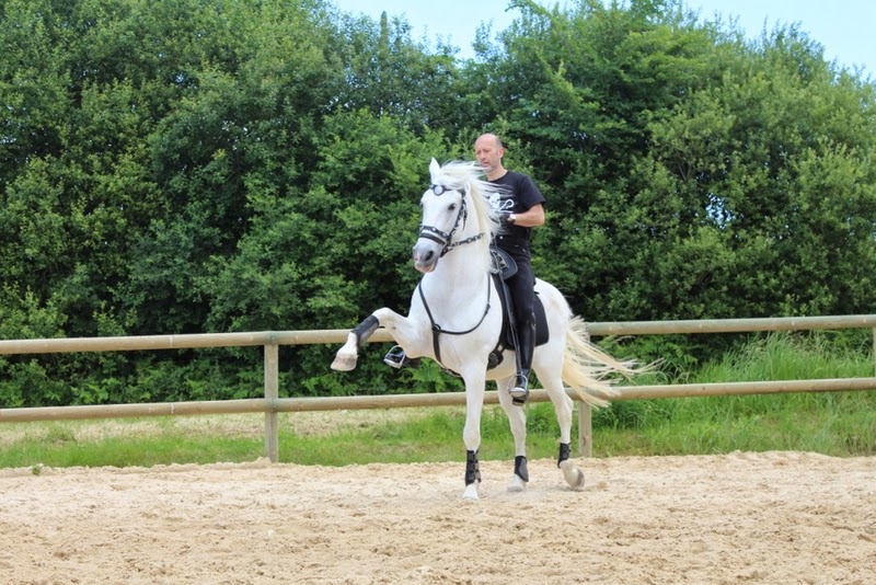 cheval espagnol haute ecole
