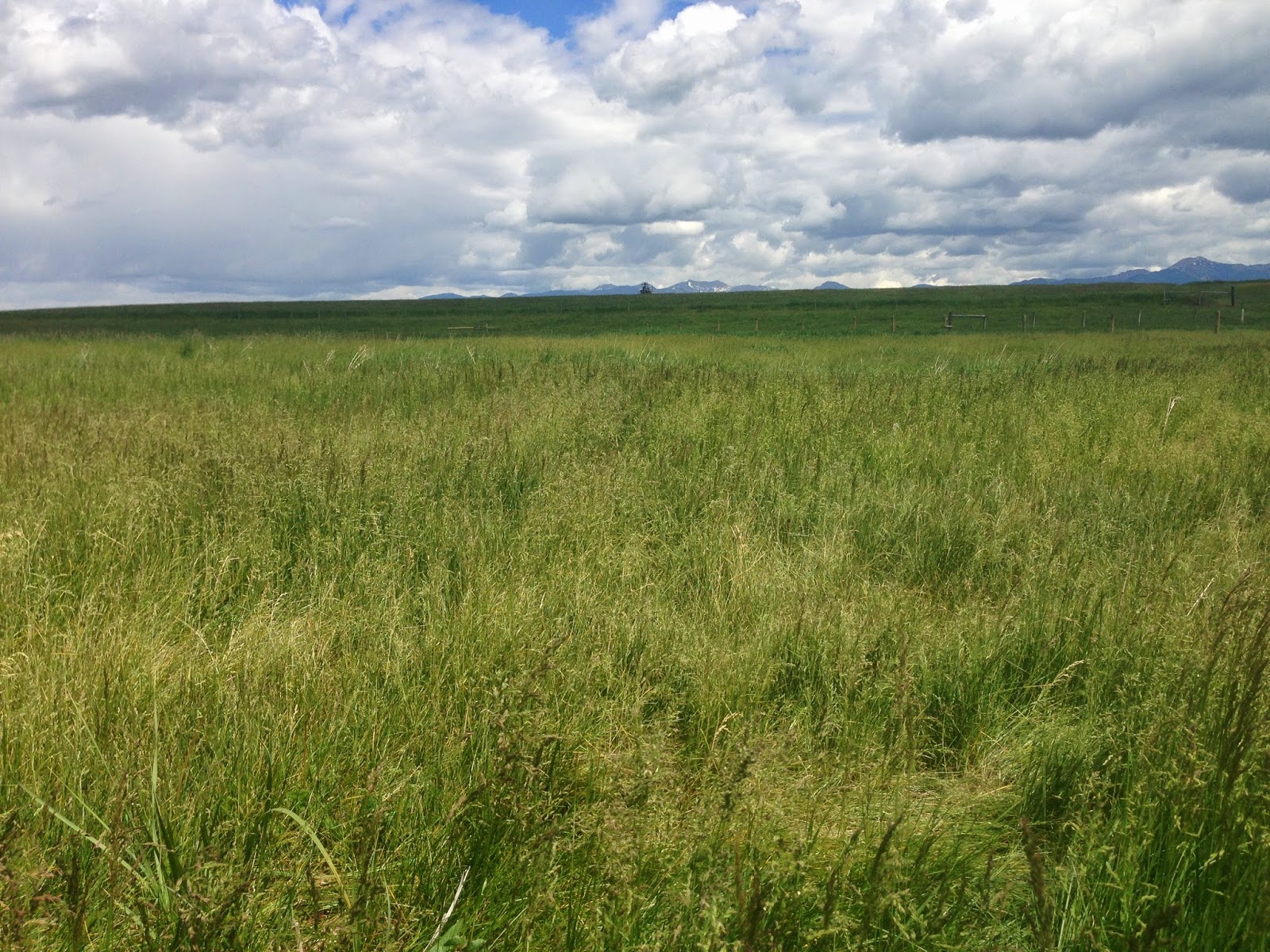 Montana Spraying Company; Weed Control in Bozeman, MT The White Pine