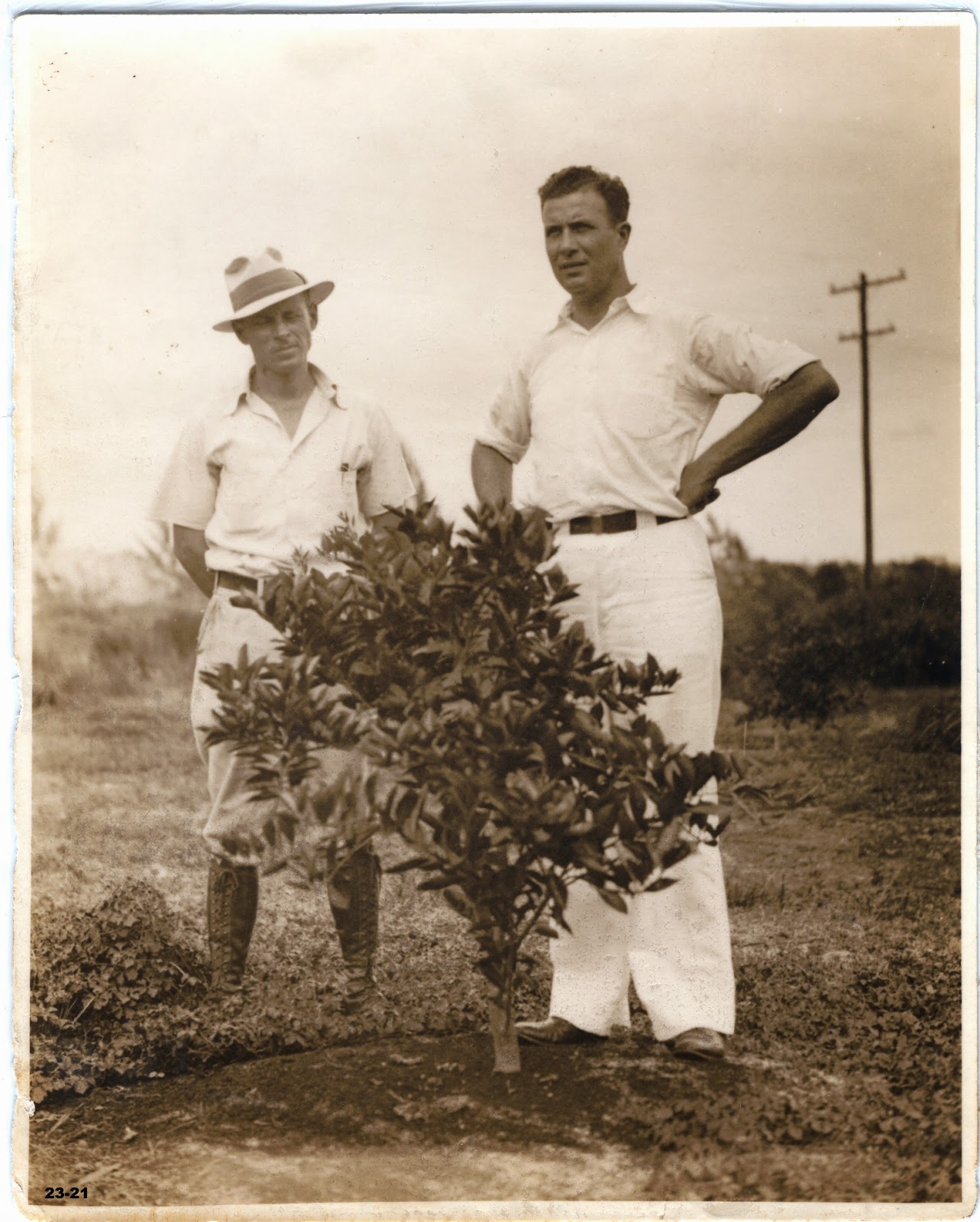 Flamingo Gardens Blog The First Tree Was Planted in 1927