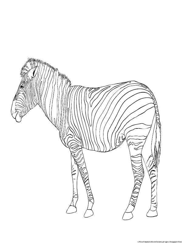 Images of zebra coloring pages title=