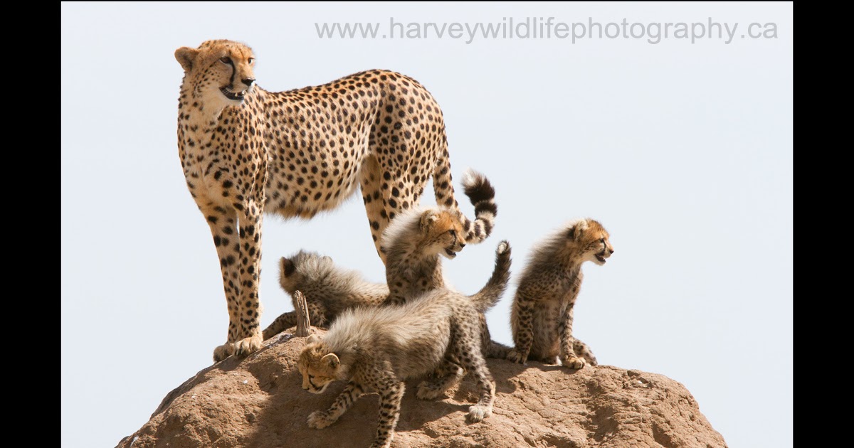 Wildlife photo essay grand slam image