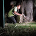 Elephant rescued after 50 years of captivity (Video)