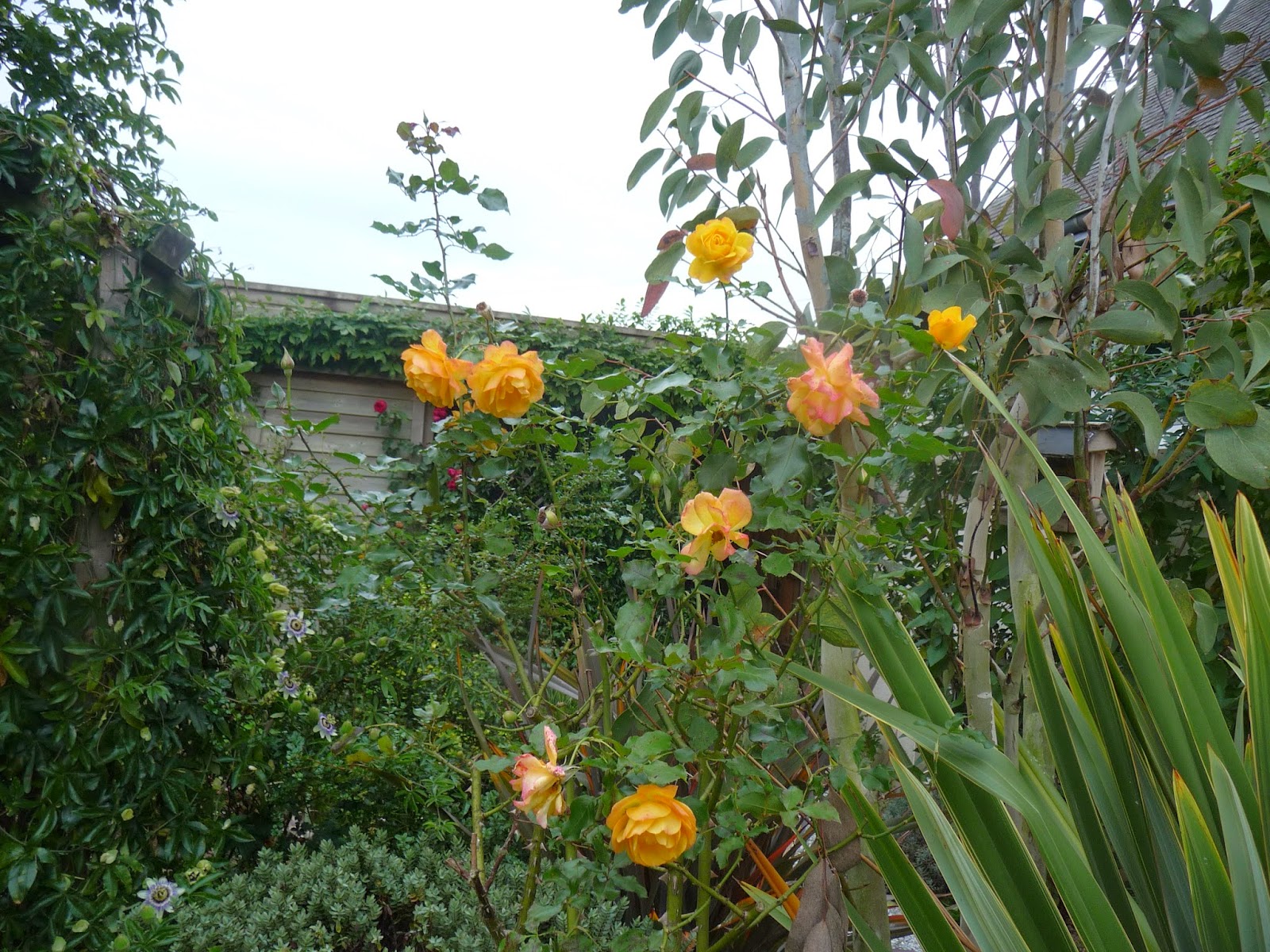 Le Bouturage Des Buis