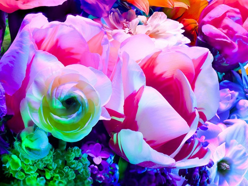 http://2.bp.blogspot.com/-A2NylQJWV6A/UU6xsE4_ttI/AAAAAAAAvdc/b8rV9zlHhTk/s1600/electricblossom04.jpg