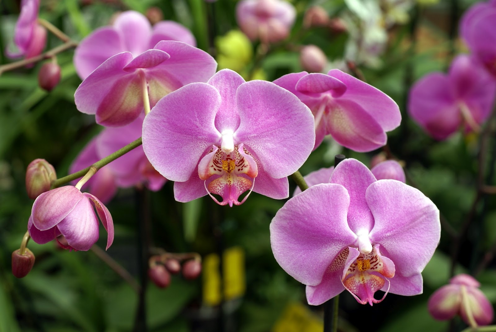 http://2.bp.blogspot.com/-A2Z3QTlkbgQ/T7qvmisFJBI/AAAAAAAADpQ/5RAHXayrpBQ/s1600/pink-orchids-photo-02265.jpg