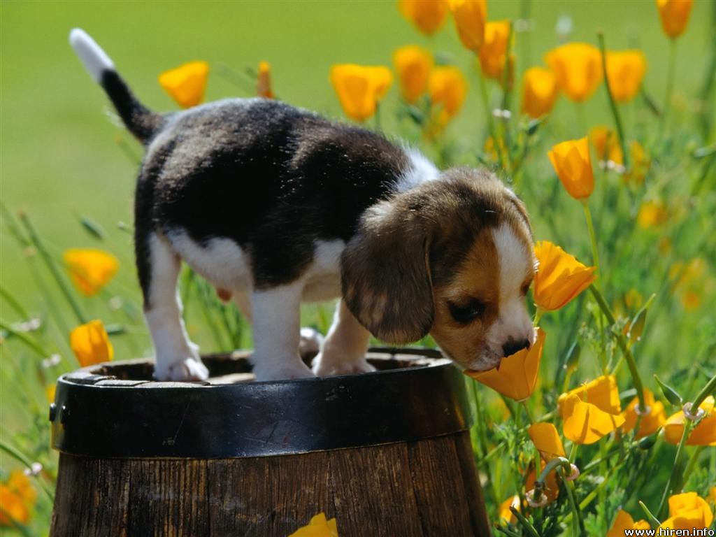 http://2.bp.blogspot.com/-A2_7ODXR2D4/T3p9gSl3zaI/AAAAAAAAbqQ/HqvU0LpsTsQ/s1600/spring-scents_beagle-puppy+(1).jpg