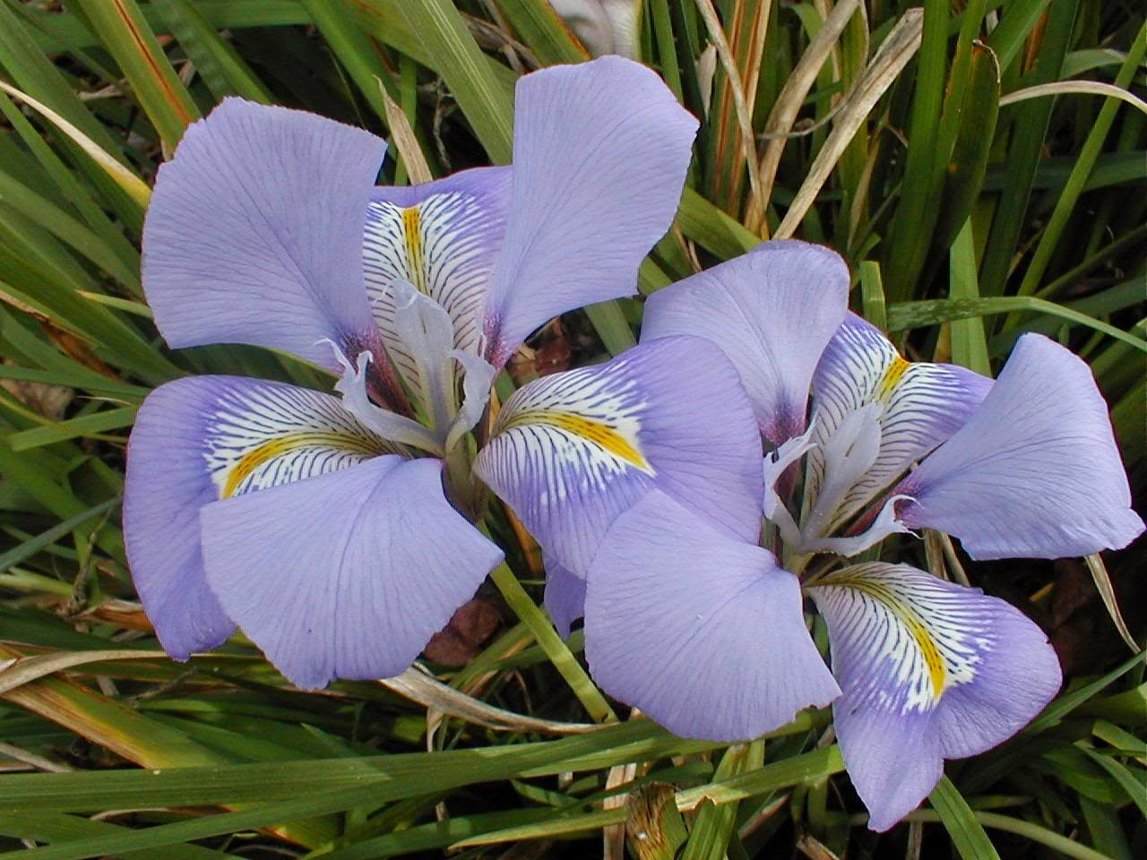 orchid flower winter light blue color
