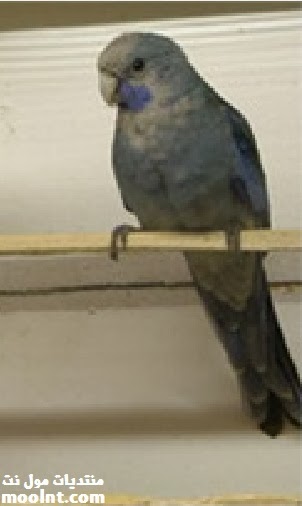 كل المعلومات عن طيور روزيلا ، انواع الروزيلا وتربية طائر الروزيلا كامله Pastel+blue+rosella