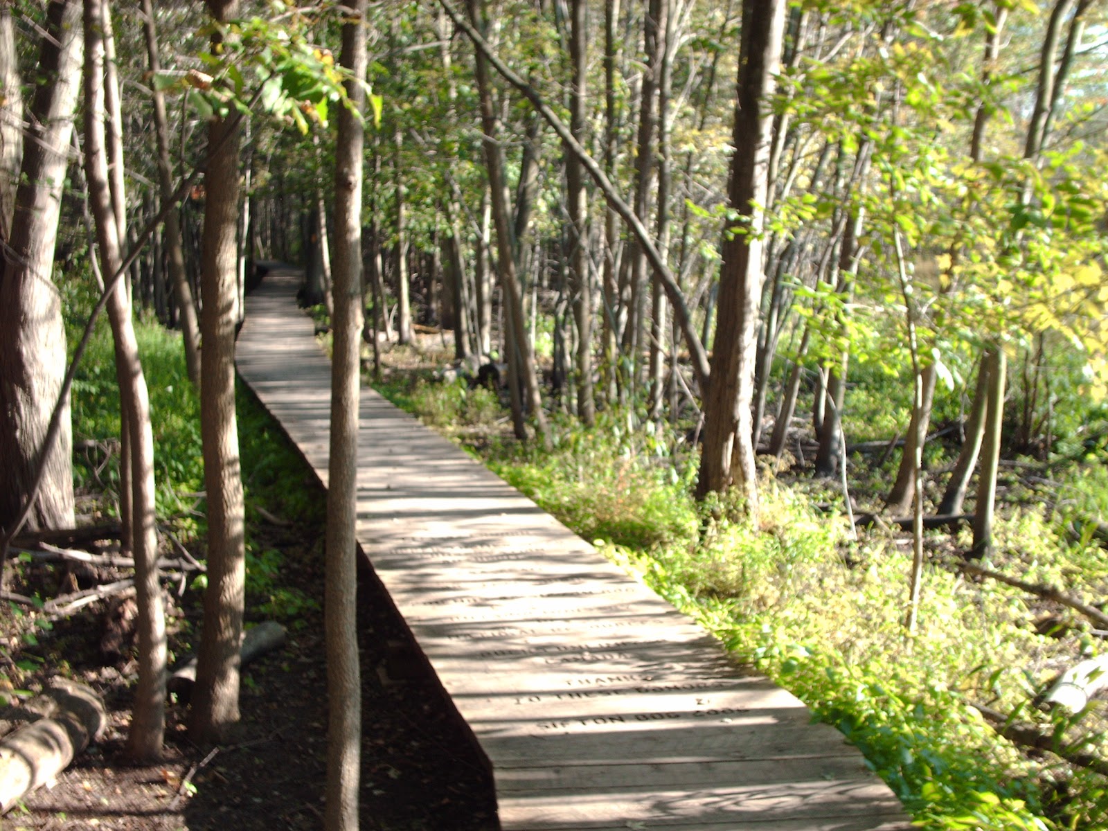 Sifton Bog Boardwalk Nature Trail Chase March Official Site