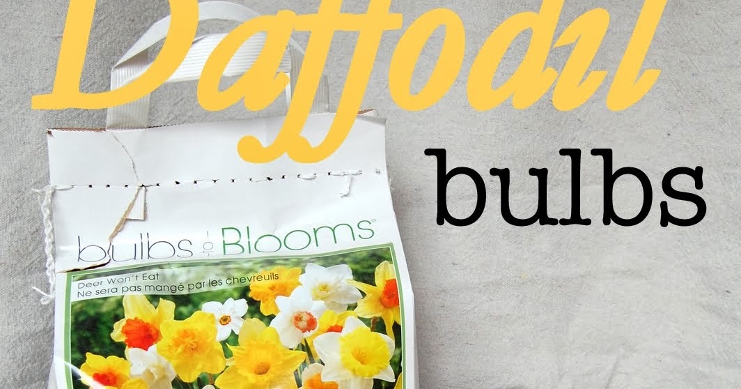 Forcing Daffodil Bulbs {DIY} / Desert Willow Lane