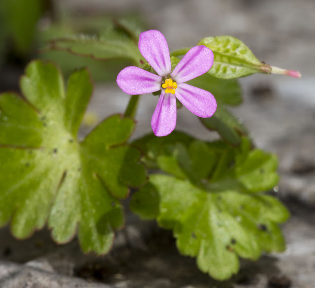Flower of Shining Crane's-bill, Geranium lucidum, on my street in Hayes, 12 May 2013. Flower of Shining Crane's-bill, Geranium lucidum, on my street in Hayes, 12 May 2013.