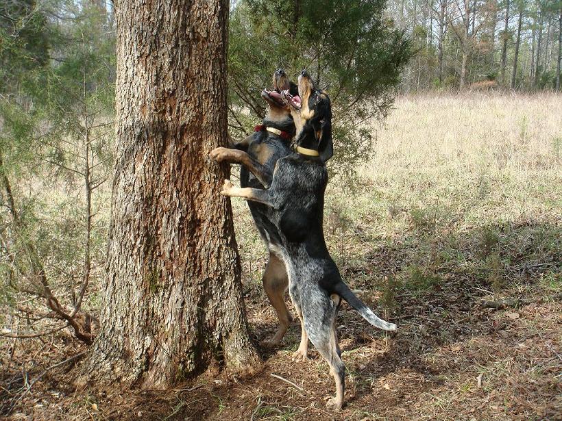 Bluetick Coonhound Hunter Killer ~ Bullcatdog