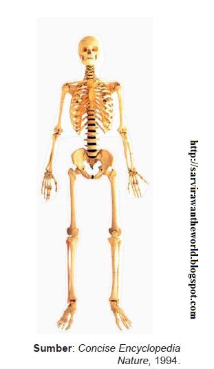 FUNGSI ALAT TUBUH MANUSIA - SELAMAT DATANG DI BLOG ED RAJO ...