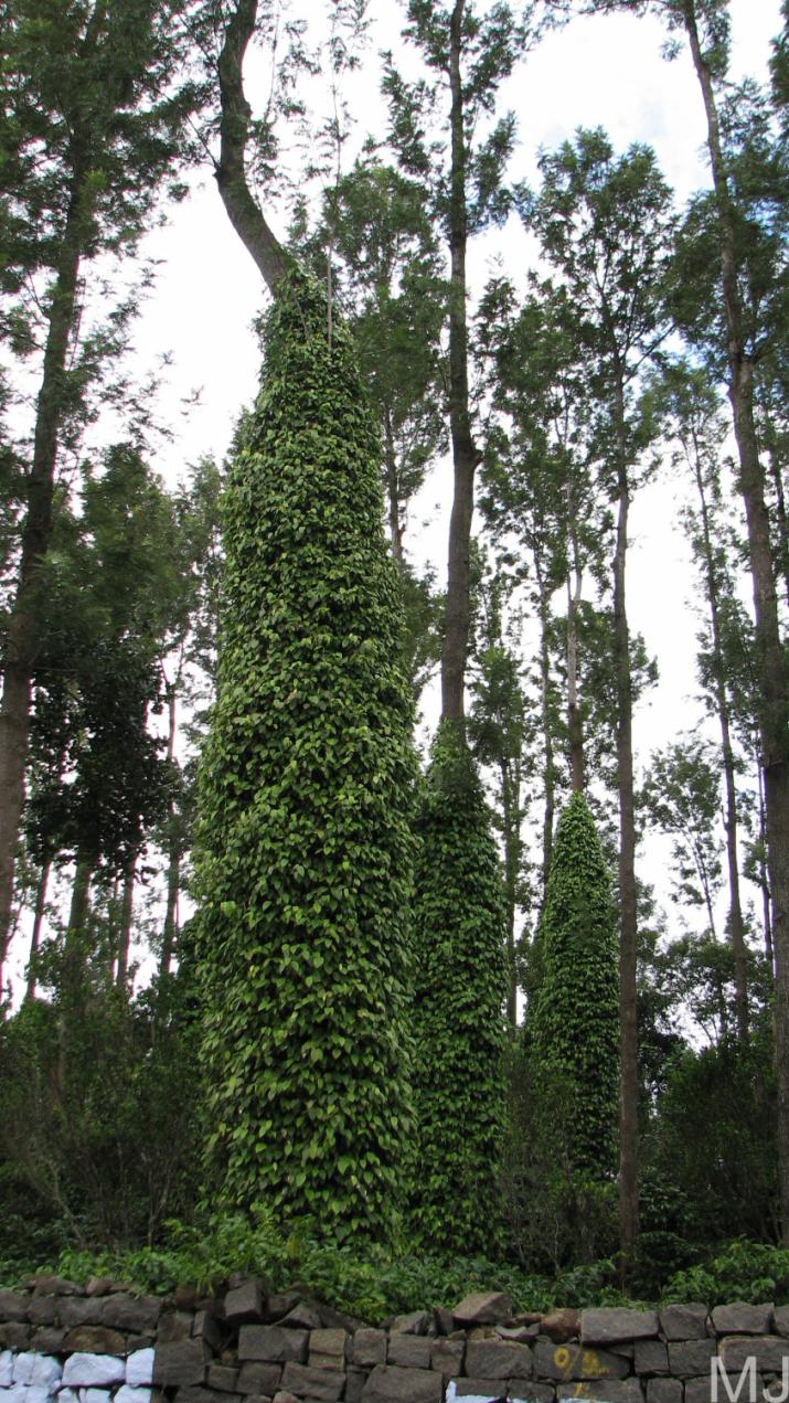 Growing Pepper Marian Estate