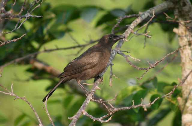 common grackle images. tattoo Common Grackle ~ If you