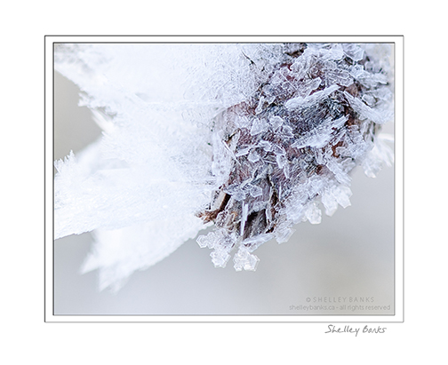 Winter lace: White hoar frost © SB Copyright Shelley Banks, all rights reserved.