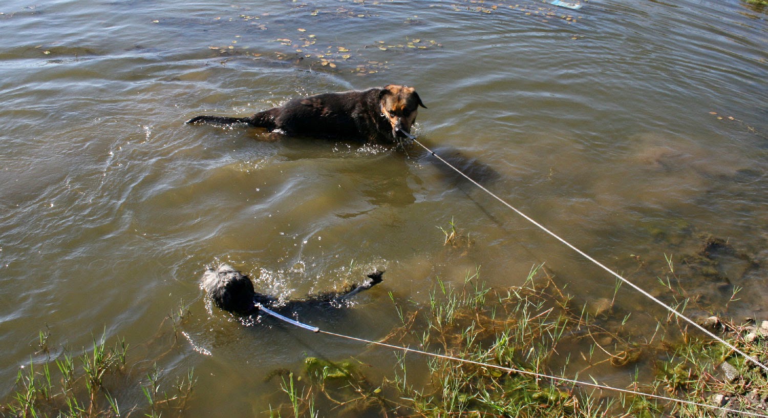 A much needed swim to cool down A much needed swim to cool down