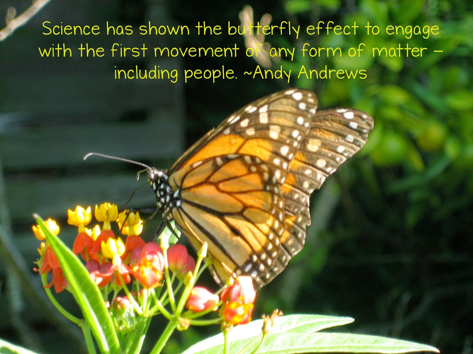 The Butterfly Effect Takes Wing The Corner On Character