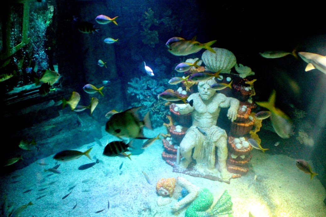 Atlantis%2Bfish%2BLEGOLAND%2BWindsor%2BElle%2BField.JPG